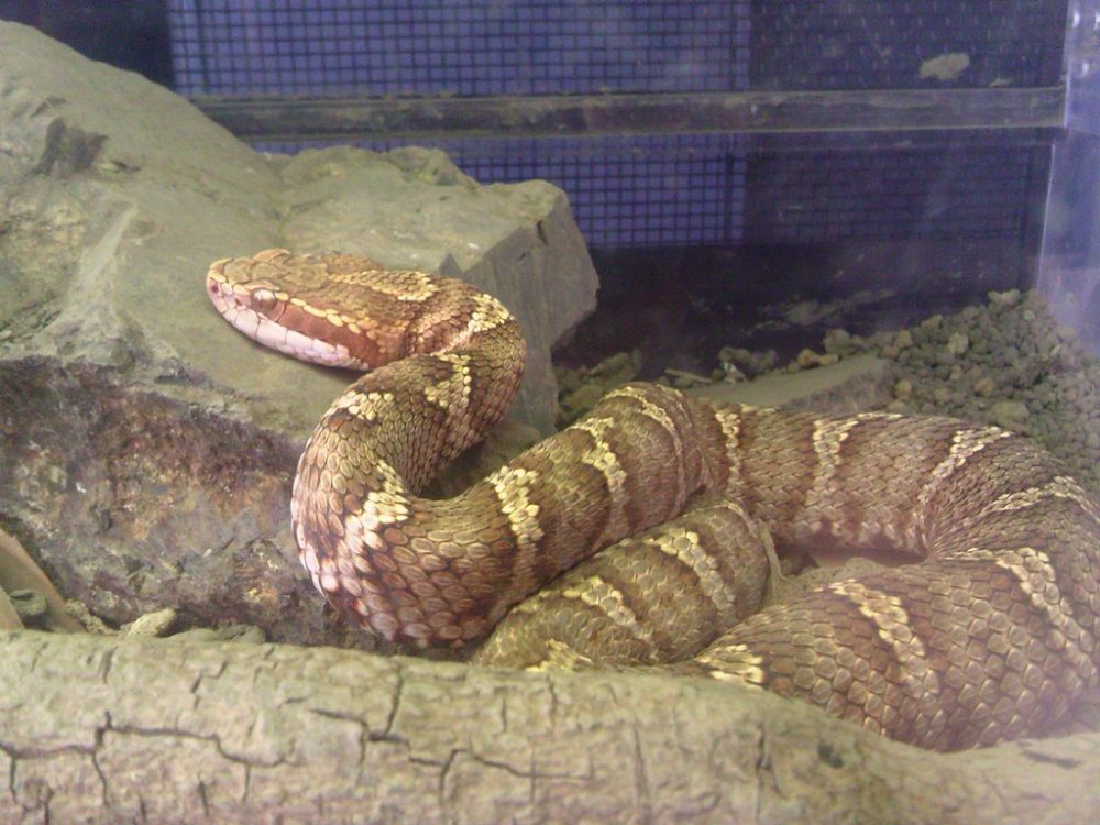 日本平動物園　は虫類館　ニホンマムシ