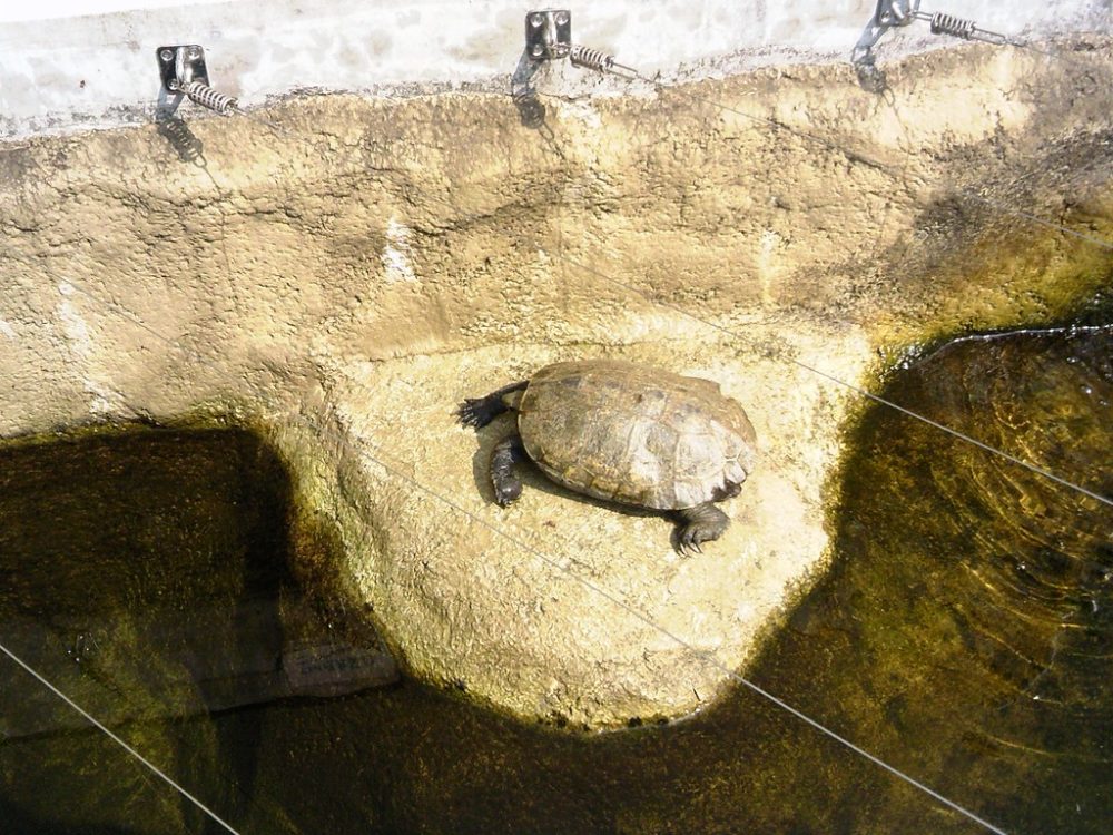 日本平動物園　は虫類館　クサガメ