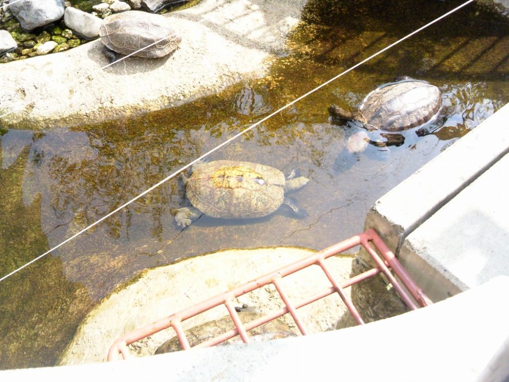 日本平動物園　は虫類館　ニホンイシガメ