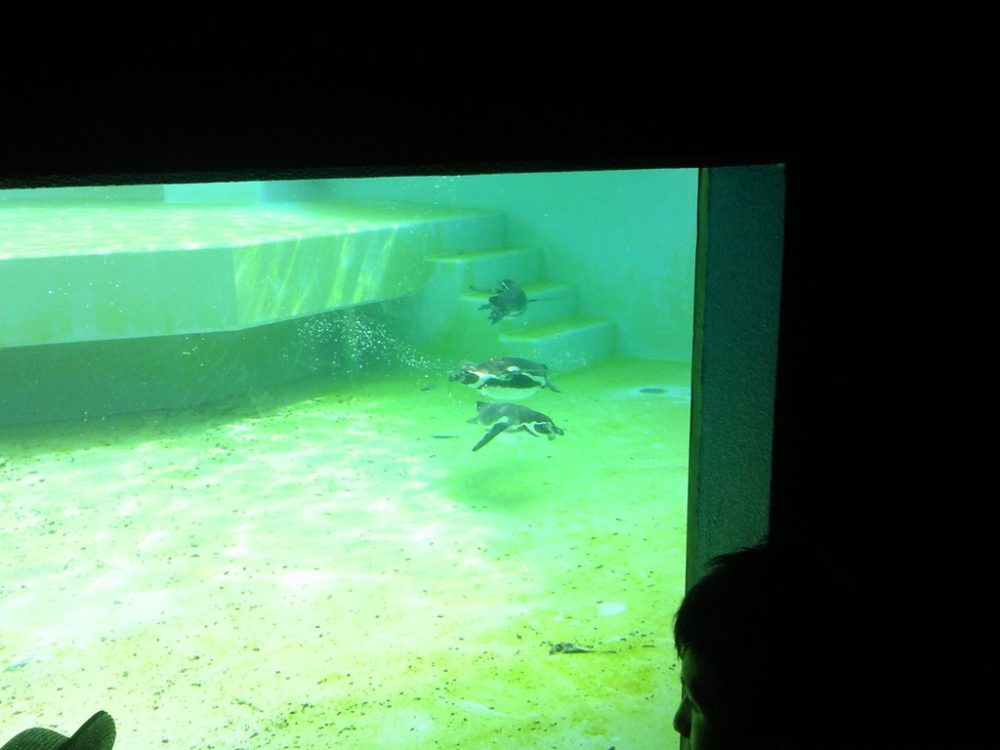 日本平動物園　ペンギン館3