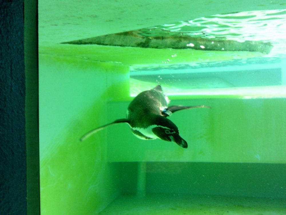 日本平動物園　ペンギン館4
