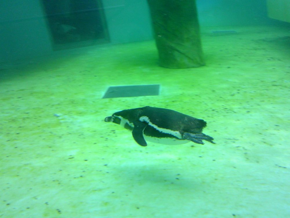 日本平動物園　ペンギン館5