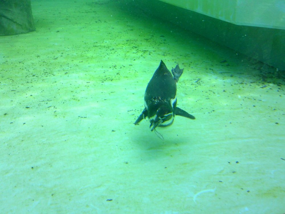 日本平動物園　ペンギン館6