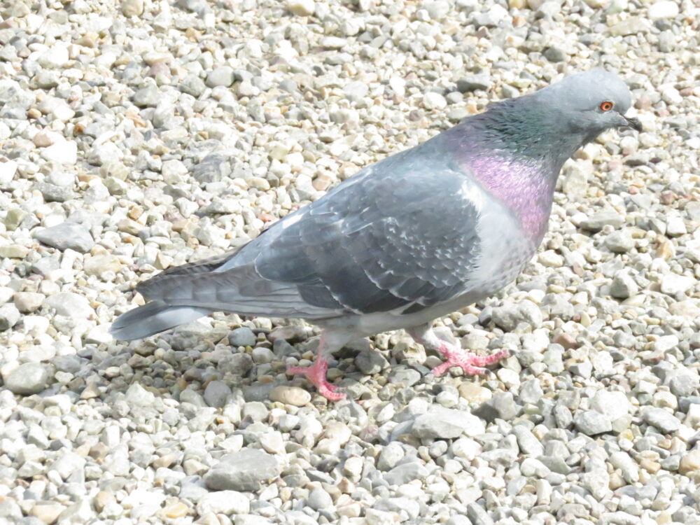 鳩