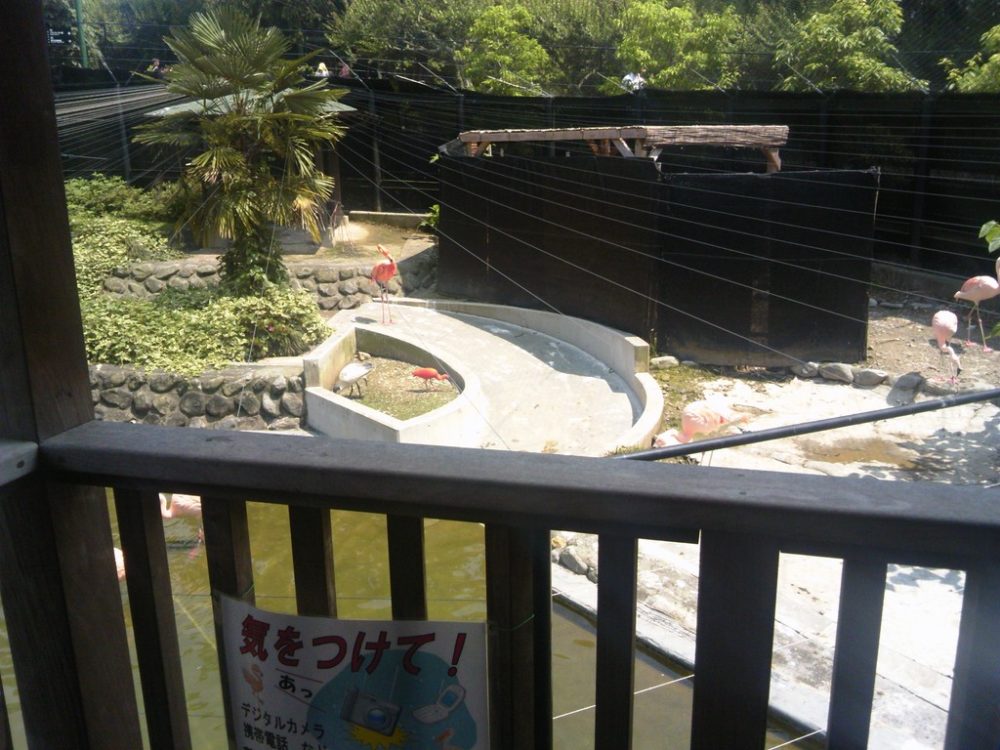 日本平動物園 フライングメガドーム2