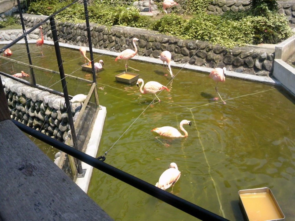 日本平動物園 フライングメガドーム3