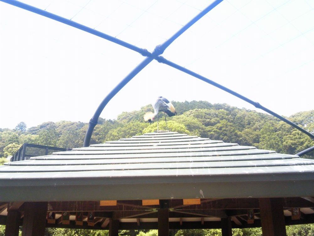 日本平動物園 フライングメガドーム5