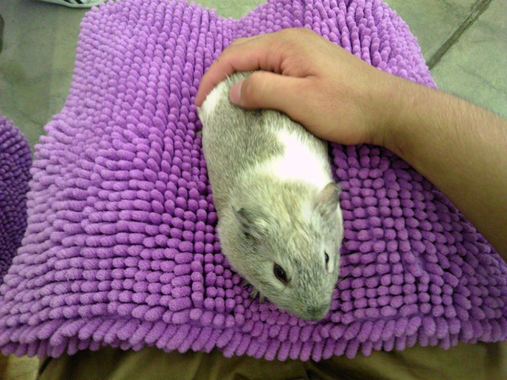 日本平動物園 ふれあい館 モルモット2