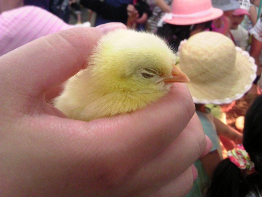 日本平動物園 ふれあい館 ヒヨコ3