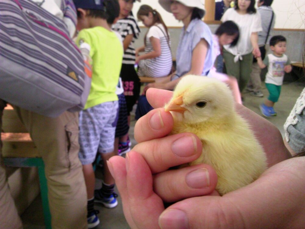 日本平動物園 ふれあい館 ヒヨコ4