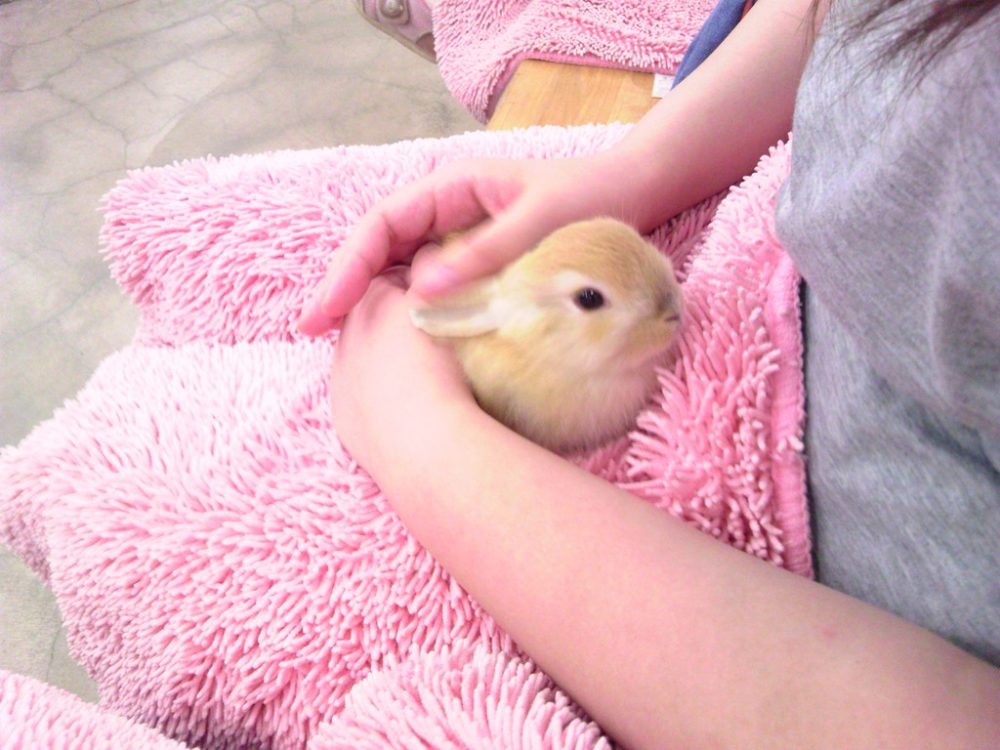 日本平動物園 ふれあい館 うさぎ2