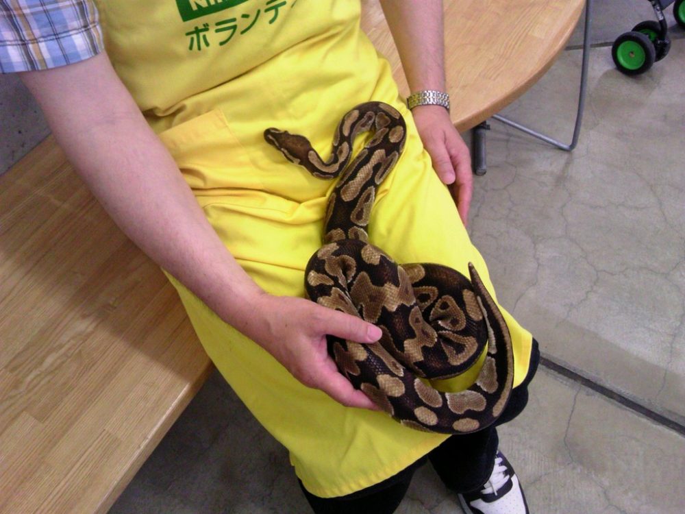 日本平動物園 ふれあい館 蛇