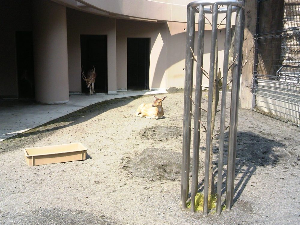 日本平動物園 草食獣舎 アクシスジカ