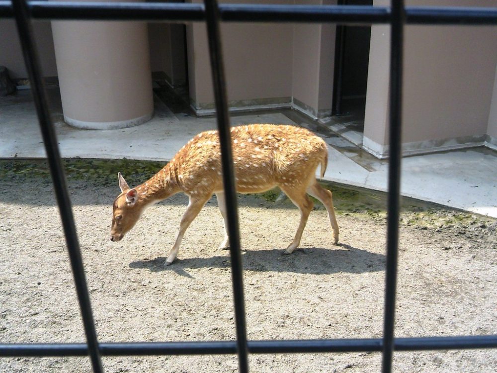 日本平動物園 草食獣舎 アクシスジカ