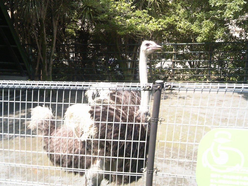 日本平動物園　草食獣舎　ダチョウ