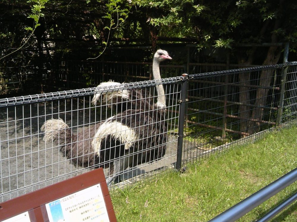 日本平動物園 草食獣舎 ダチョウ2