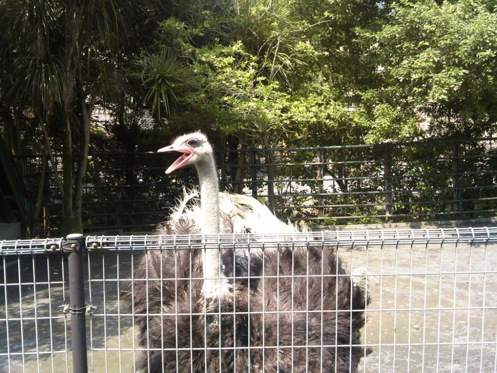 日本平動物園 草食獣舎 ダチョウ3