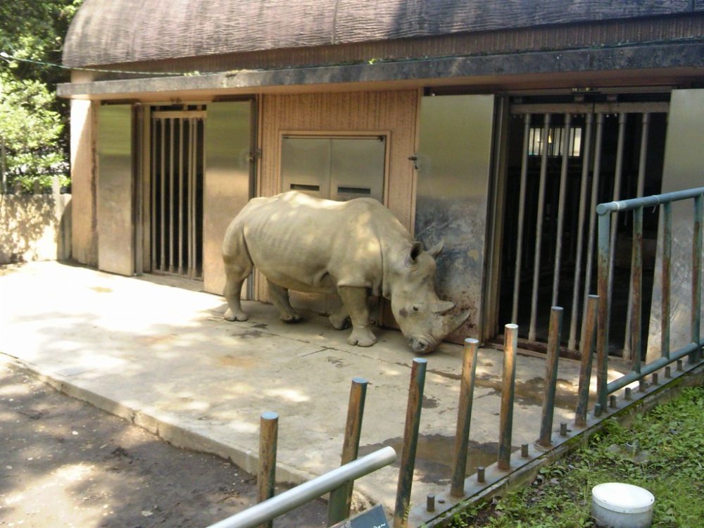 日本平動物園 草食獣舎 シロサイ