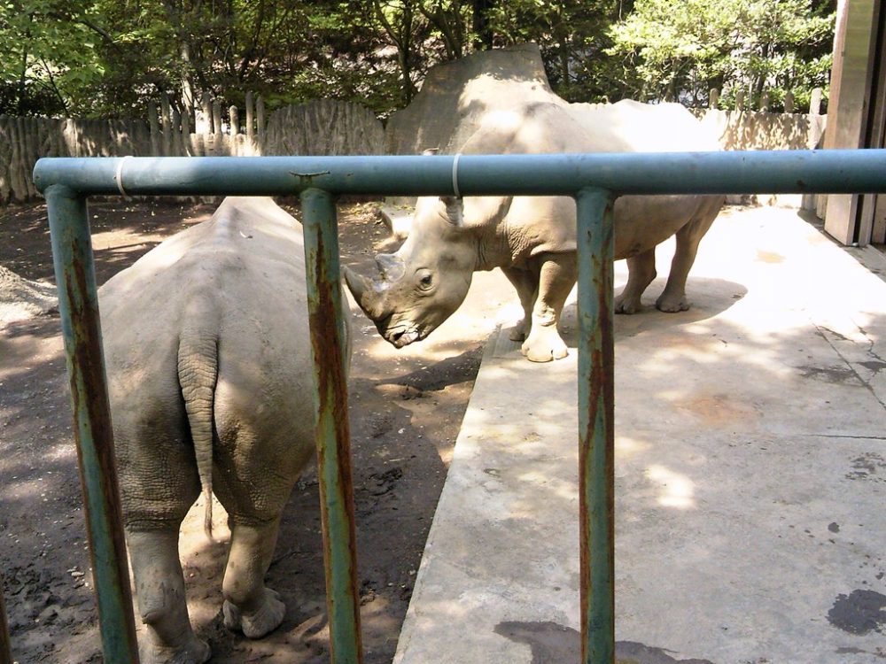日本平動物園 草食獣舎 シロサイ2