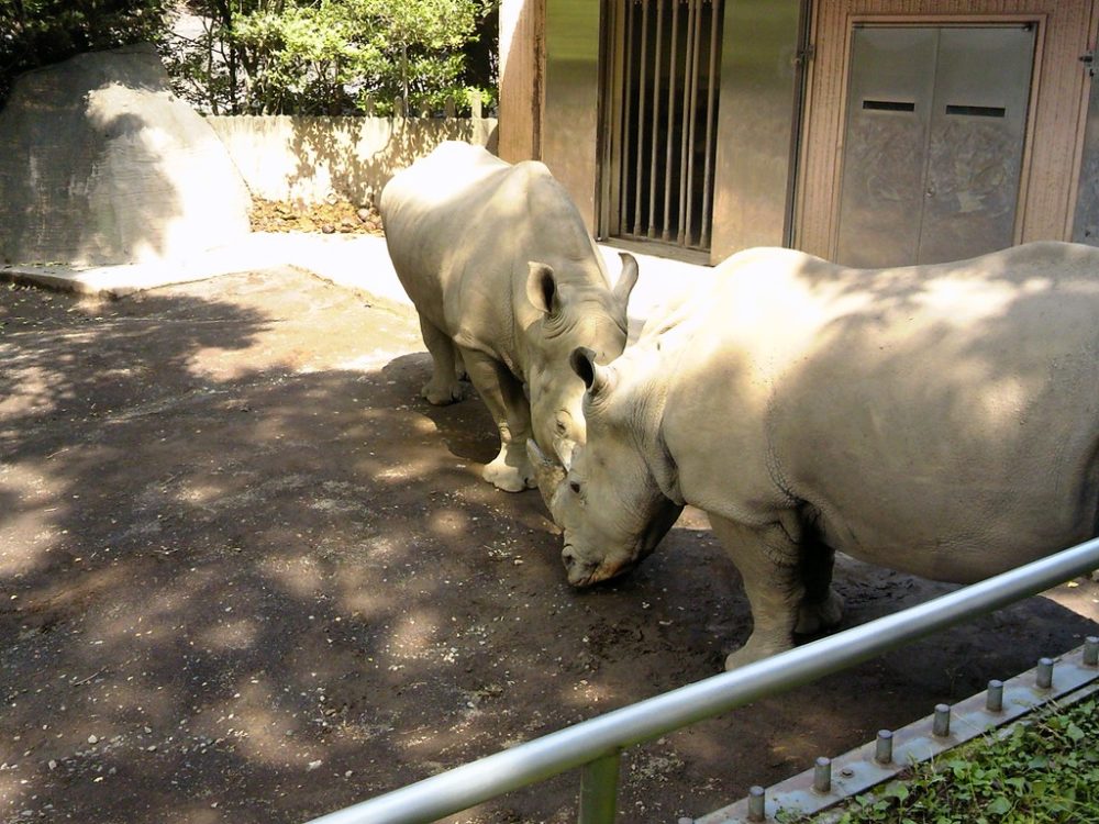 日本平動物園 草食獣舎 シロサイ3