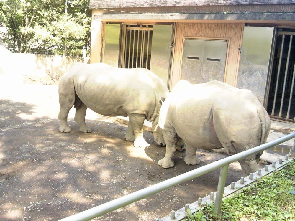 日本平動物園 草食獣舎 シロサイ4