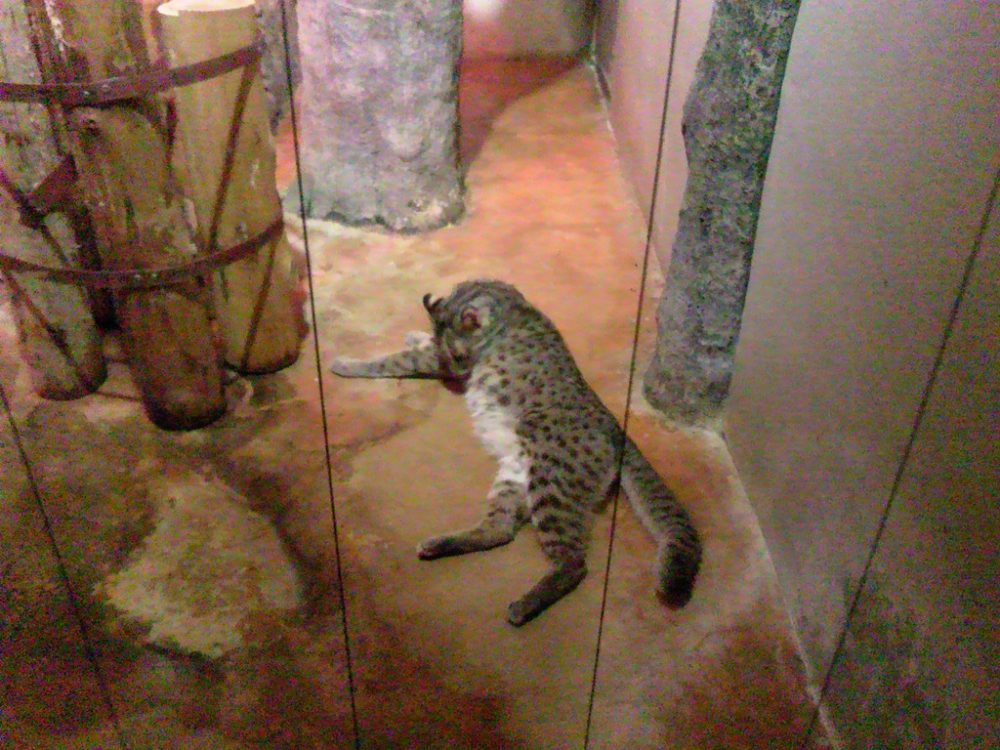 日本平動物園 夜行性動物館 アムールヤマネコ2