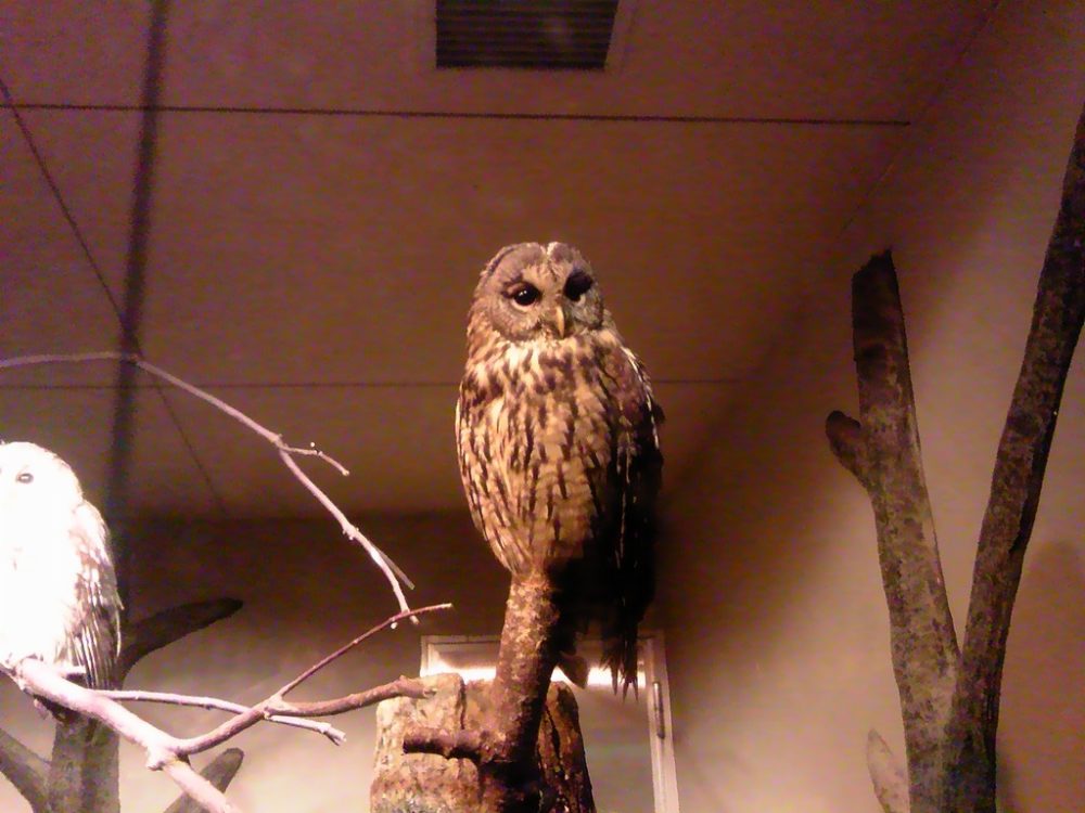 日本平動物園 夜行性動物館 フクロウ