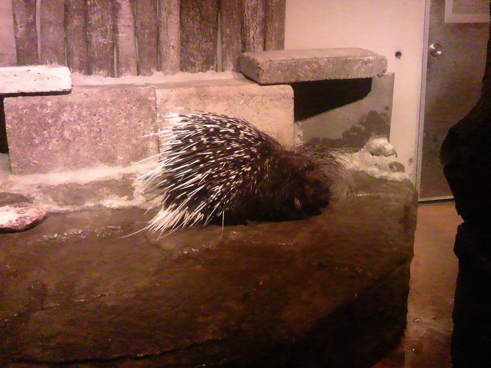 日本平動物園 夜行性動物館 アフリカタテガミヤマアラシ