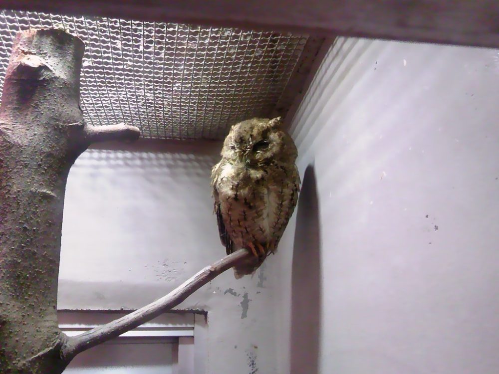 日本平動物園 夜行性動物館 オオコノハズク