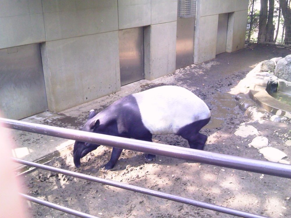 日本平動物園 草食獣舎 マレーバク