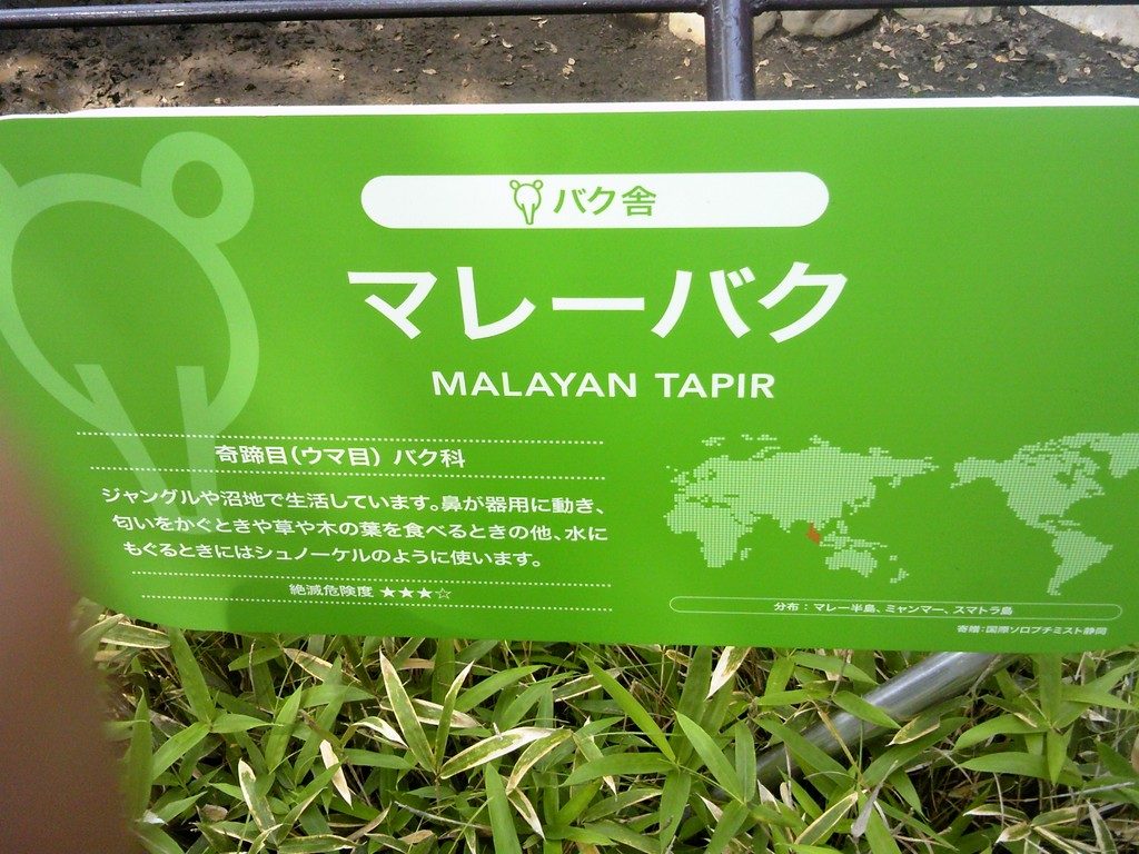 日本平動物園　草食獣舎　マレーバク2