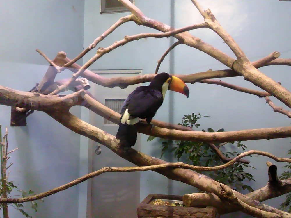 日本平動物園　熱帯鳥類館　オニオオハシ