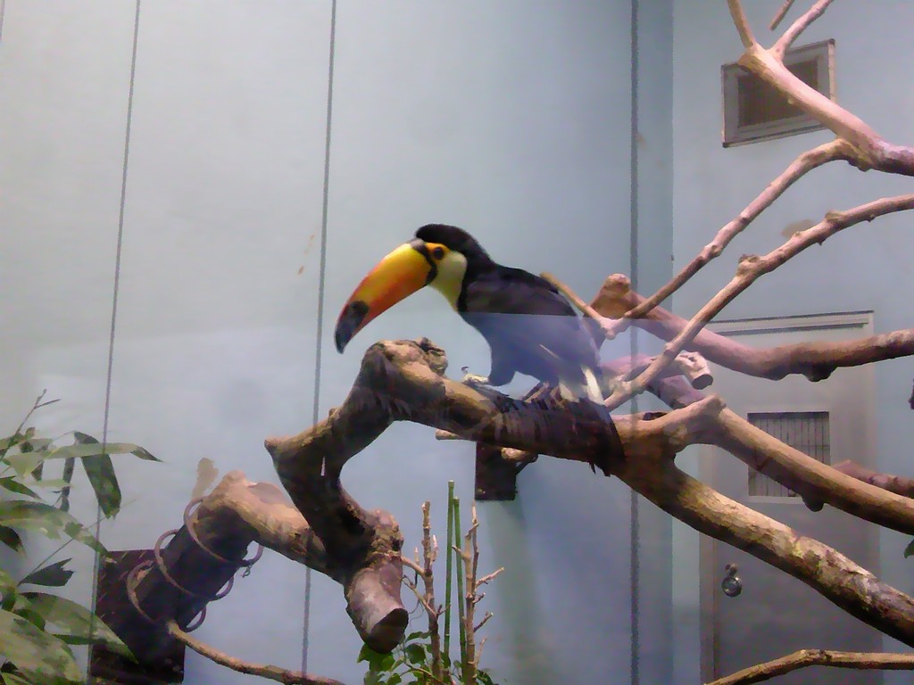日本平動物園　熱帯鳥類館　オニオオハシ3