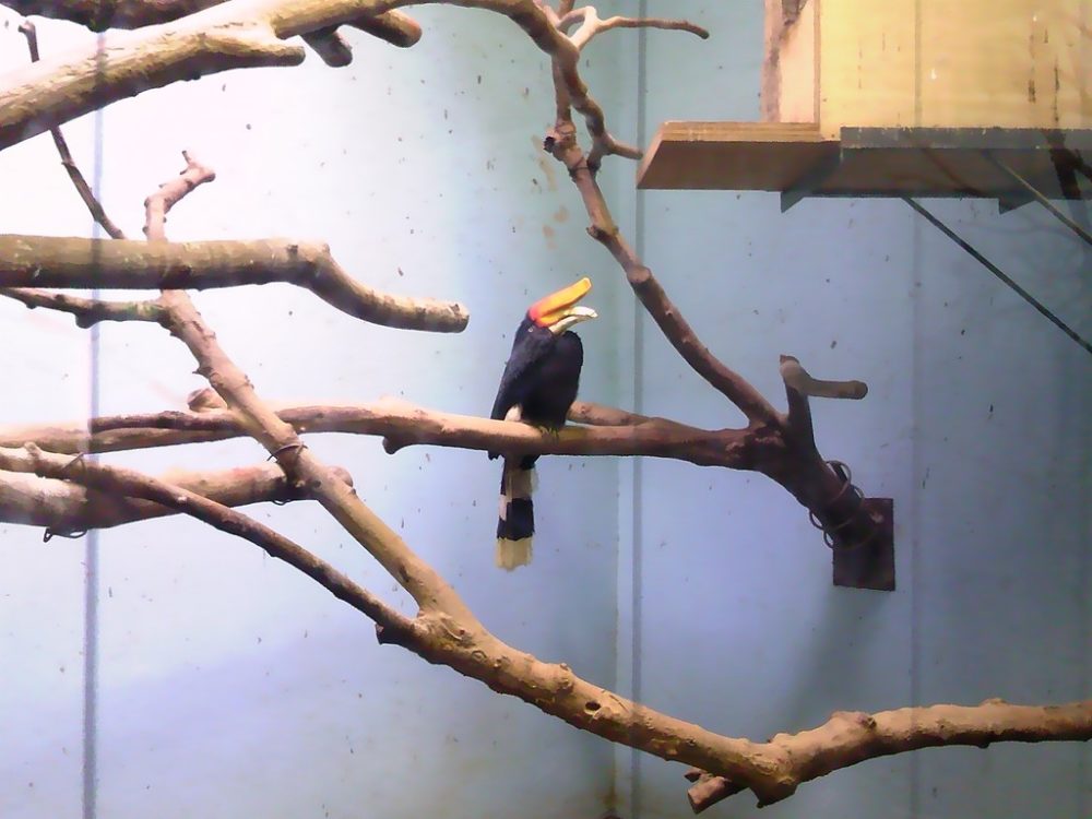 日本平動物園　熱帯鳥類館　サイチョウ