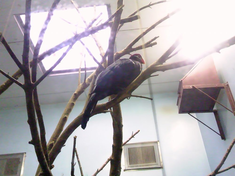 日本平動物園　熱帯鳥類館　ニシムラサキエボシドリ