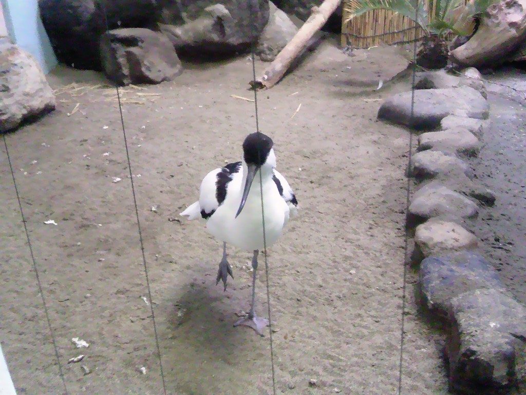 日本平動物園　熱帯鳥類館　