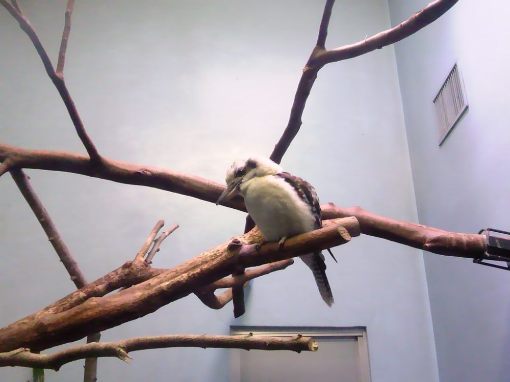 日本平動物園　熱帯鳥類館　ワライカワセミ