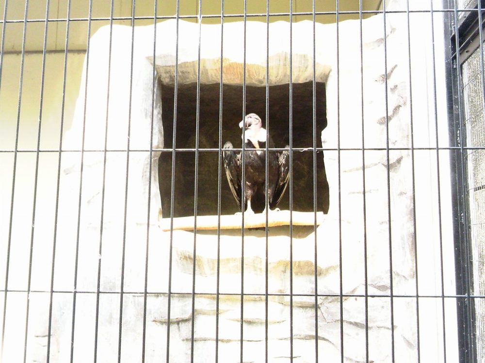 日本平動物園　熱帯鳥類館　コンドル
