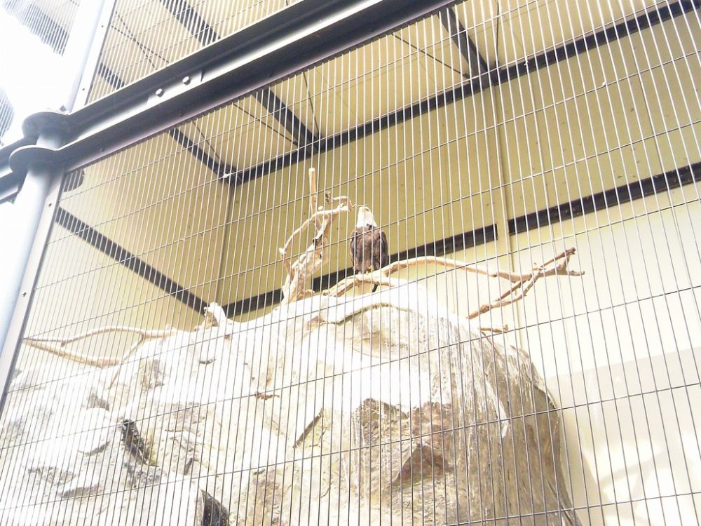 日本平動物園　熱帯鳥類館　ハクトウワシ