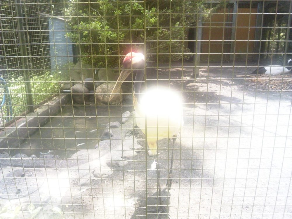 日本平動物園 ふれあい動物園 タンチョウ