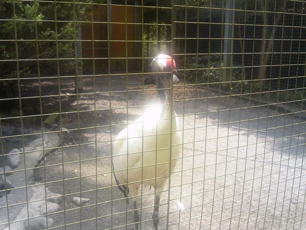 日本平動物園 ふれあい動物園 タンチョウ2