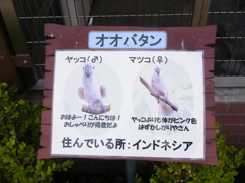 日本平動物園 ふれあい動物園 オオバタン3