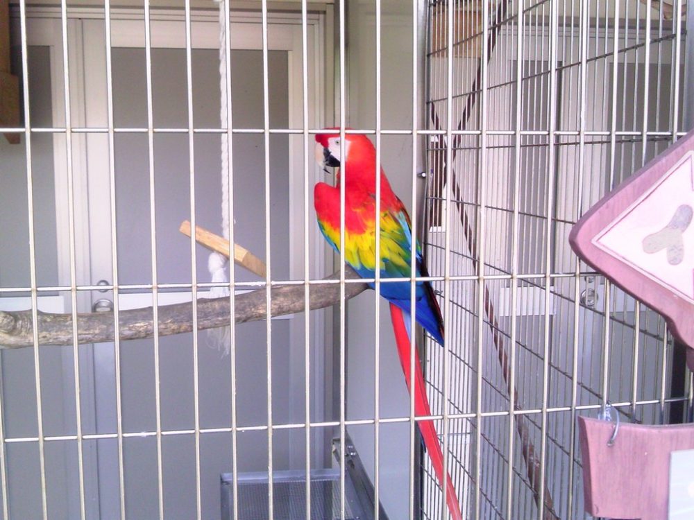 日本平動物園 ふれあい動物園 アカコンゴウインコ2