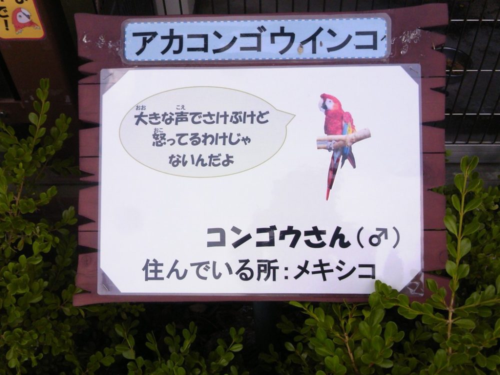 日本平動物園 ふれあい動物園 アカコンゴウインコ