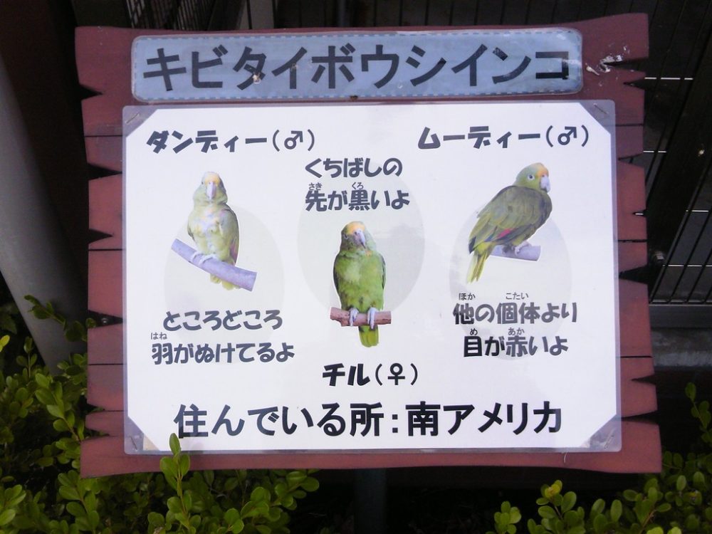 日本平動物園 ふれあい動物園 キビタイボウシインコ