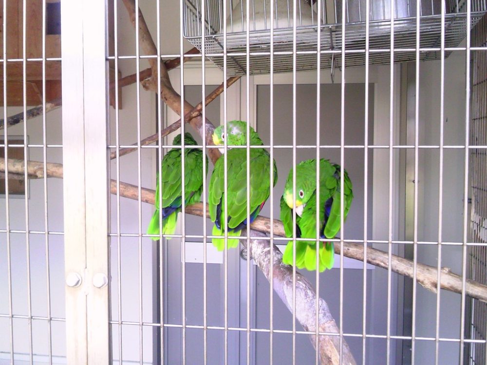 日本平動物園 ふれあい動物園 キビタイボウシインコ2