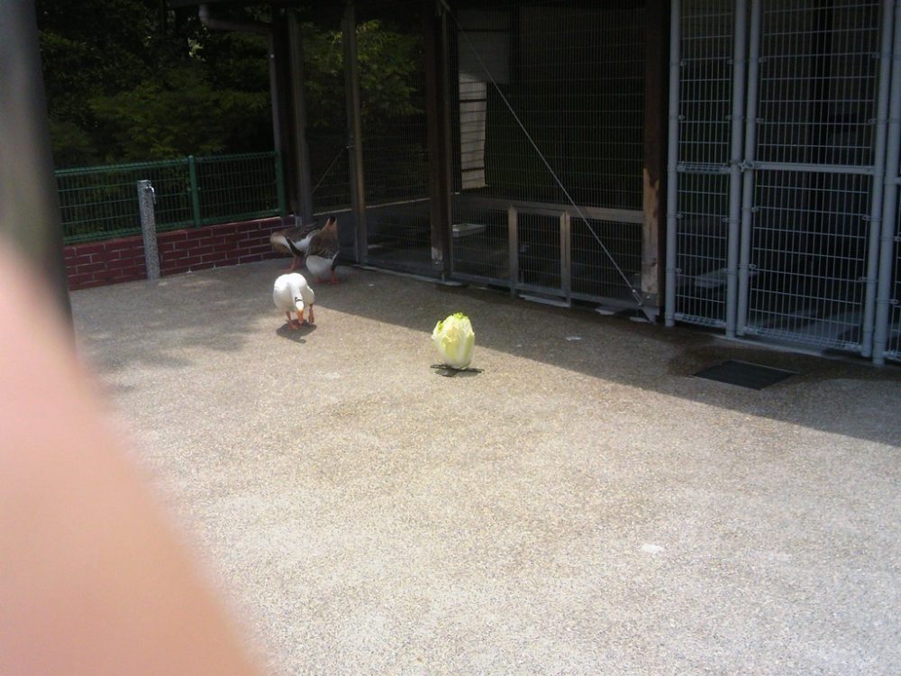 日本平動物園 ふれあい動物園 白菜