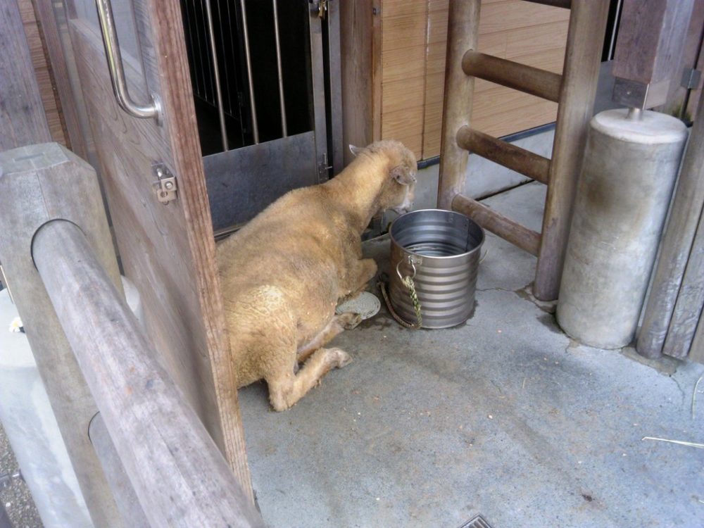 日本平動物園 ふれあい動物園 ヒツジ