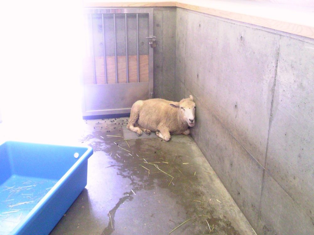 日本平動物園 ふれあい動物園 ヒツジ2
