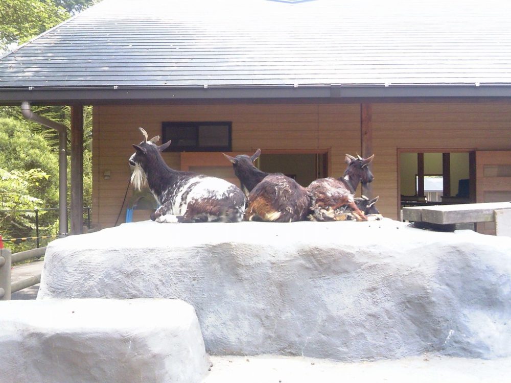 日本平動物園 ふれあい動物園 ヤギ3